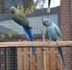 Koppel Violet turq / opaline / blst x Opaline blauw / blst, Meerdere dieren, Parkiet, Geringd