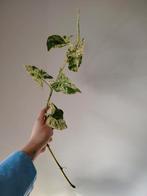 Syngonium ongewortelde stek 45 cm, Overige soorten, Minder dan 100 cm, Groene kamerplant, Halfschaduw