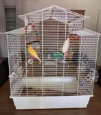 Vogelkooi, Dieren en Toebehoren, Vogels | Hokken en Kooien, Ophalen, Gebruikt, Metaal, Vogelkooi