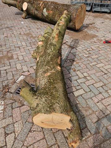 Essen boomstammen klimboom, speeltuin of kinderboerderij  beschikbaar voor biedingen