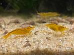 Yellow King Kong garnalen (caridina), Kreeft, Krab of Garnaal, Zoetwatervis