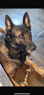Mechelse herder (Super hond), Dieren en Toebehoren, Honden | Herdershonden en Veedrijvers, Rabiës (hondsdolheid), Reu, Eén hond