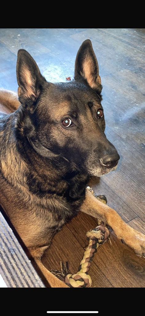 Mechelse herder (Super hond), Dieren en Toebehoren, Honden | Herdershonden en Veedrijvers, Reu, Herder, Particulier, Eén hond