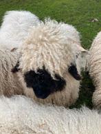 Walliser schwarznase ooi, Dieren en Toebehoren, Schapen, Geiten en Varkens, Vrouwelijk, Schaap, 0 tot 2 jaar