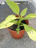 Brugmansia Engelentrompet, Ophalen, Zomer, Overige soorten, Volle zon