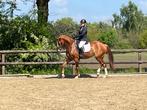 Talentvolle Ruin, Dieren en Toebehoren, Paarden, Z, Gechipt, Ruin, Dressuurpaard