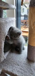 Prachtige Britse Korthaar Kittens, Dieren en Toebehoren, Katten en Kittens | Raskatten | Korthaar, Meerdere dieren