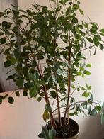 Grote kamerplant met groene bloempot, Huis en Inrichting, Kamerplanten, Ophalen, 100 tot 150 cm, Overige soorten, Halfschaduw