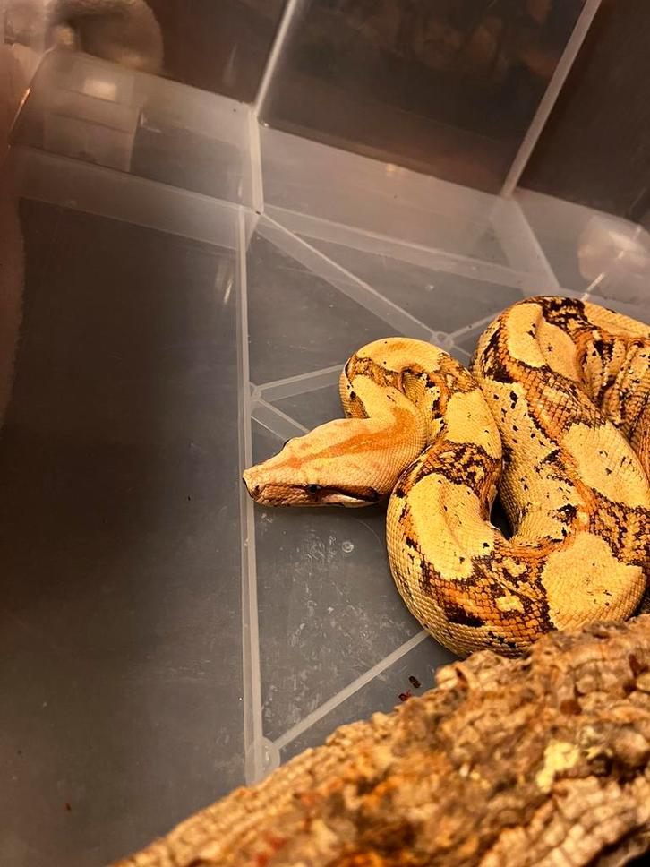 Boa constrictor 0.1 VPI Keltic