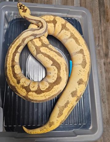 Super Enchi Fire Pastel 66%DH Desert Ghost/Amur beschikbaar voor biedingen