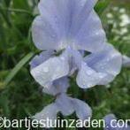 Zaden lathyrus royal lavender, Verzenden, Voorjaar, Volle zon, Zaad