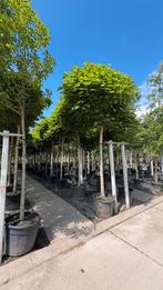 Catalpa bomen en bolcatalpa in verschillende maten, Tuin en Terras, Planten | Bomen, Ophalen of Verzenden, Zomer, Volle zon, Overige soorten