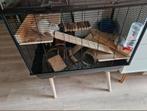 3 ramme ratjes inclusief kooi (mannetjes), Ophalen, Zo goed als nieuw, Kooi, Minder dan 60 cm