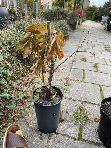 Tamme Kastanje (Castanea sativa) - Eetbare Noten beschikbaar voor biedingen