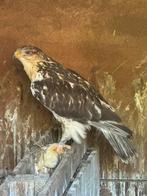 Koningsbuizerd, Dieren en Toebehoren, Vogels | Overige Vogels, Meerdere dieren, Tropenvogel, Geringd
