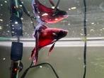 Rode Betta kempvis man, Dieren en Toebehoren, Vis, Zoetwatervis