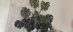 Grote Monstera Deliciosa, Ophalen, 100 tot 150 cm, Overige soorten, Halfschaduw