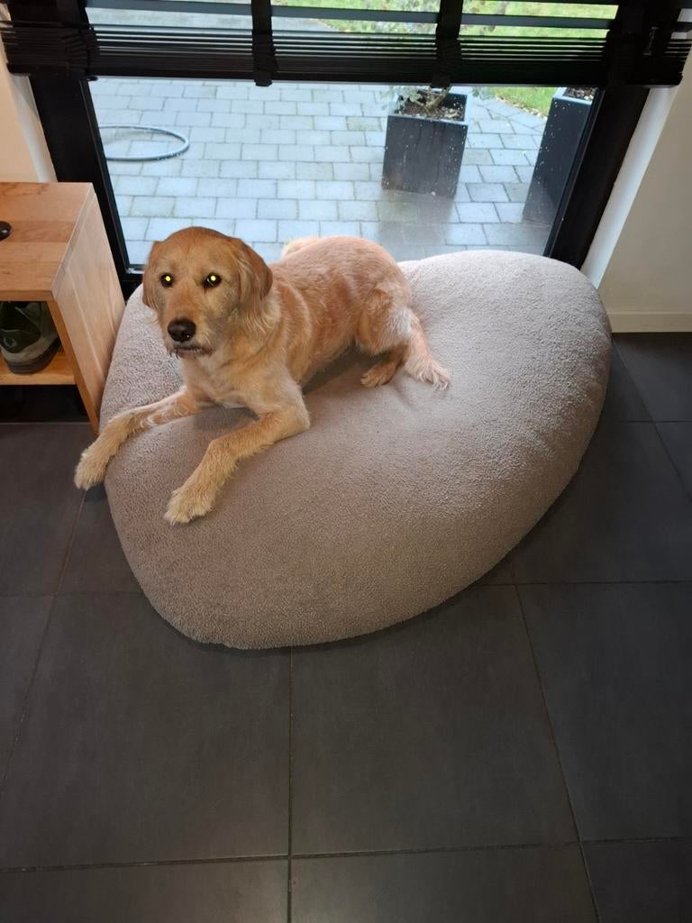 Hondenmand, Dieren en Toebehoren, Ophalen, Overige