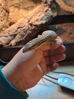 Stekelstaartvaraan met terrarium, Dieren en Toebehoren, Reptielen en Amfibieën, Hagedis, Met terrarium, 0 tot 2 jaar