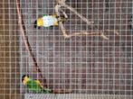 Bewezen koppel Zwartkop caiques 2018, Dieren en Toebehoren, Vogels | Parkieten en Papegaaien, Meerdere dieren, Papegaai, Geringd