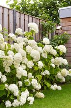 Annabelle mooie pluimhortensia 40-60 cm hoog, Ophalen, Hortensia, Haag, Minder dan 100 cm
