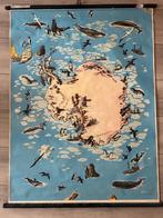 Zuidpoolgebied (Westermann), Antiek en Kunst, Antiek | Schoolplaten, Ophalen of Verzenden, Natuur en Biologie