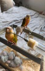 Pyrrhura tam, Meerdere dieren, Papegaai, Geringd