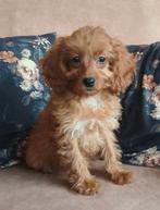 Prachtige kleine doodle pups 💗🩵, Nederland, Overige rassen, CDV (hondenziekte), 8 tot 15 weken