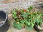 Drie geraniums, Vaste plant, Halfschaduw, Zomer, Ophalen