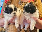 Super mooie BoomPoo pups , nog 2 reutjes beschikbaar, Overige rassen, 8 tot 15 weken, Meerdere, Nederland