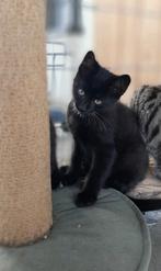 Lieve tijger en zwart-wit kittens zoeken een huisje, Dieren en Toebehoren, Katten en Kittens | Overige Katten, Meerdere dieren