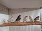 2-4 zebravinken, Dieren en Toebehoren, Vogels | Overige Vogels, Meerdere dieren, Tropenvogel, Geringd