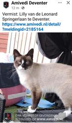 Poes Lilly vermist Deventer/Colmschate/ Vijfhoek, Dieren en Toebehoren, Vermiste en Gevonden Dieren, Kat