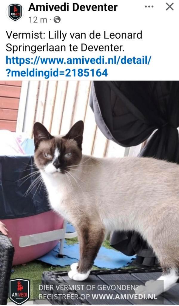 Poes Lilly vermist Deventer/Colmschate/ Vijfhoek, Dieren en Toebehoren, Vermiste en Gevonden Dieren, Kat