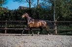 Leuke veelzijdige KWPN Merrie, Dieren en Toebehoren, Paarden, Merrie, 175 cm of meer, Met stamboom, M