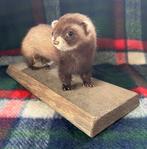 Vintage opgezette jonge Bunzing !, Januari, Meerdere dieren