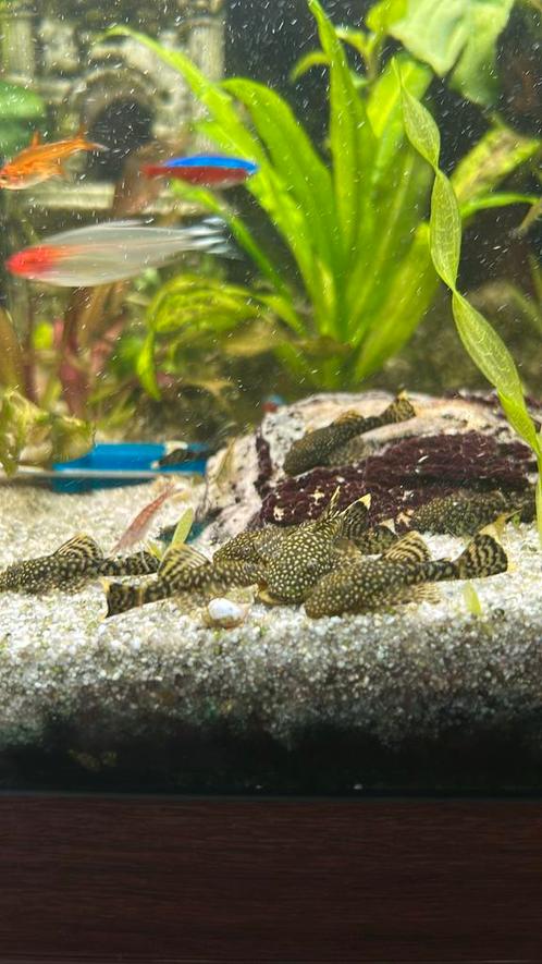 Baby algeneters, Dieren en Toebehoren, Vissen | Aquariumvissen, Zoetwatervis, Vis