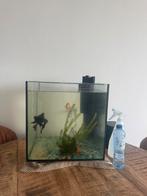 Aquarium, Dieren en Toebehoren, Vissen | Aquaria en Toebehoren, Ophalen of Verzenden