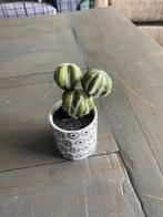 c33 – kunst cactus, hoogte 14 cm, Ophalen of Verzenden, Gebruikt