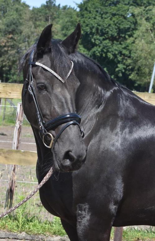 Gezocht: Brave Paarden/Pony's In Lage Prijsklasse, Dieren en Toebehoren, Paarden, Meerdere dieren, Niet van toepassing