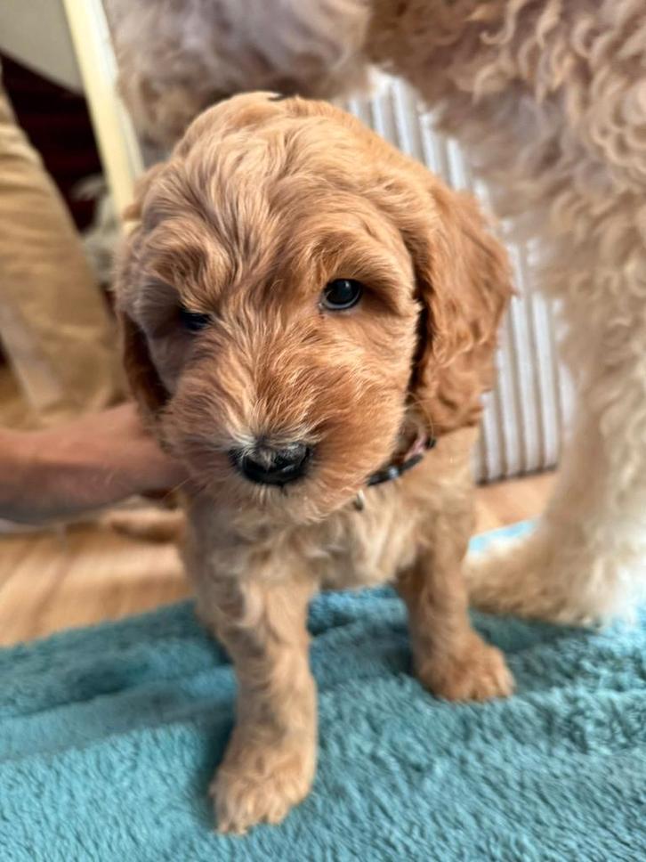 Labradoodle medium puppy's F3 Zeer mooi, Dieren en Toebehoren, Honden | Retrievers, Spaniëls en Waterhonden, Meerdere dieren, Overige rassen