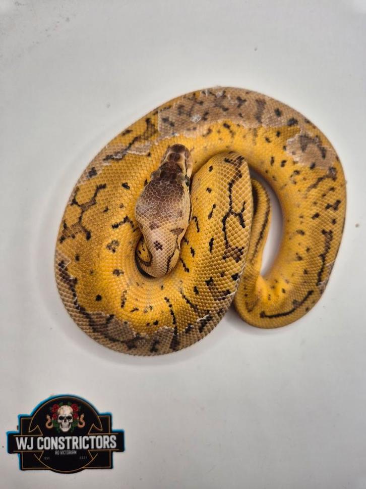 Nr manderin pastel pinstripe dh dg pied
