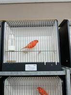 Te koop, Dieren en Toebehoren, Mannelijk, Kleurkanarie