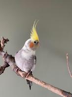 4 jaar oud tamme valkparkietje, Dieren en Toebehoren, Vrouwelijk, Parkiet, Pratend