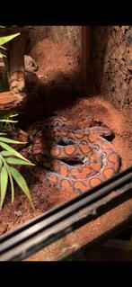 0.0.1 Epicrates cenchria nk sept’ 21 + terrarium, Slang, Met terrarium, 3 tot 6 jaar