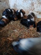 Cavia's, Januari, Meerdere dieren, Cavia