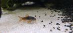 Corydoras mix  – jonge, actieve vissen  5 stuks voor 8e, Dieren en Toebehoren, Vis