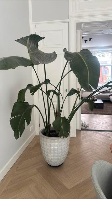 Prachtige licht grijze design pot met Strelitzia rolplateau beschikbaar voor biedingen