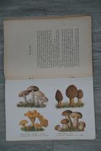 Een en ander over "paddenstoelen"- N.M.V., Gelezen, Bloemen, Planten en Bomen, Ophalen of Verzenden, N.M.V.