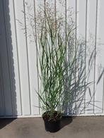 Siergras Panicum heavy metal, Ophalen, Vaste plant, Siergrassen, Halfschaduw
